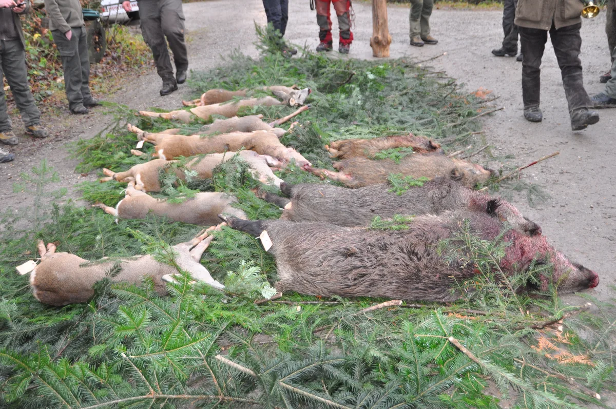 Erlegte Rehe und Wildsauen liegen auf Tannenästen.